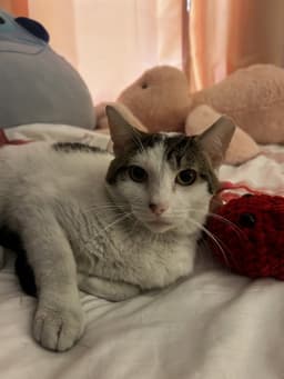 Porkchop image 1