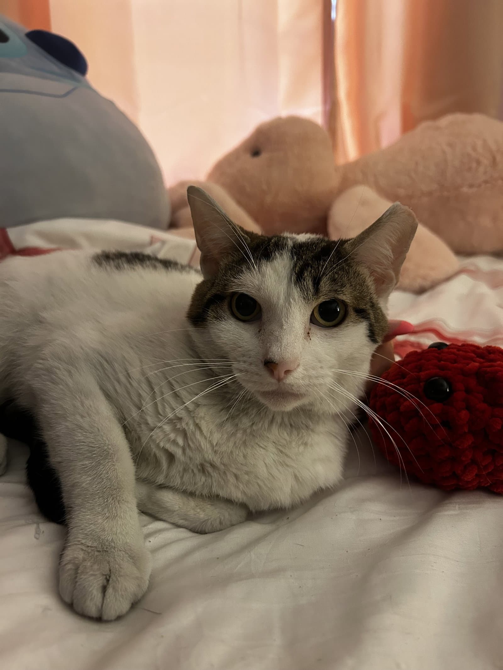 Porkchop - Domestic Short Hair