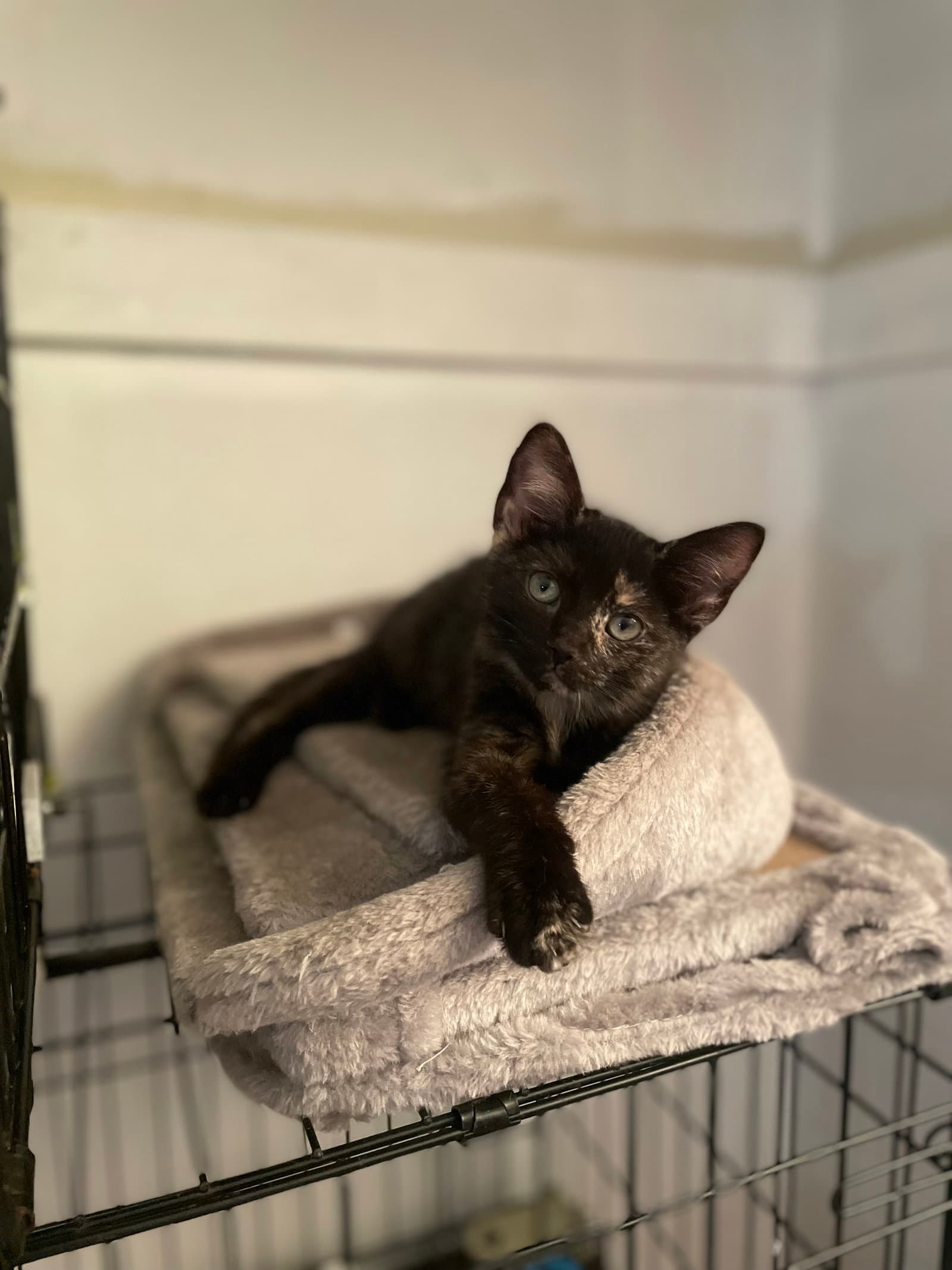 Yanni - Domestic Short Hair