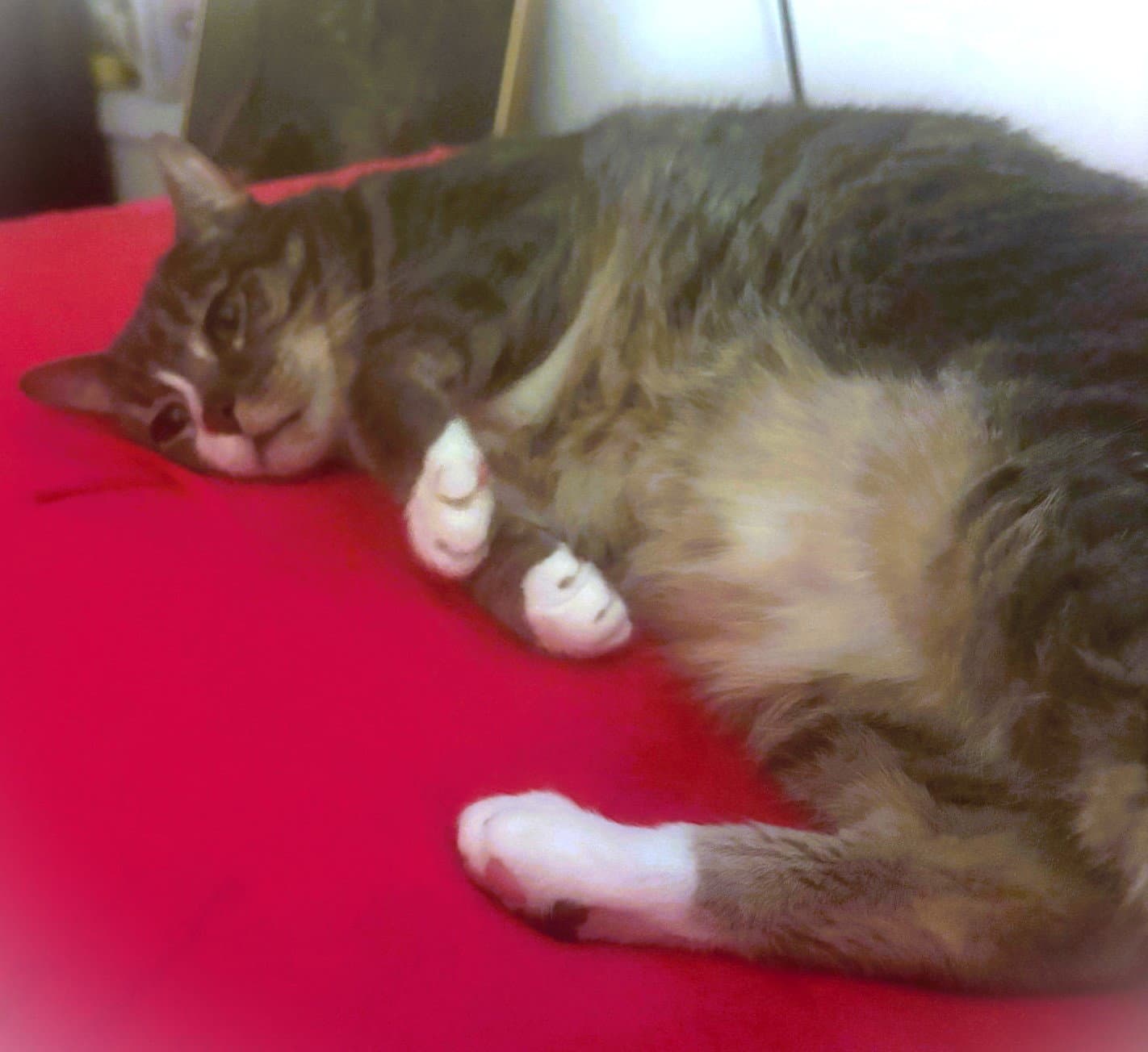 Big Trigger - Domestic Short Hair