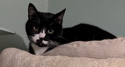Big Biscuit image 1