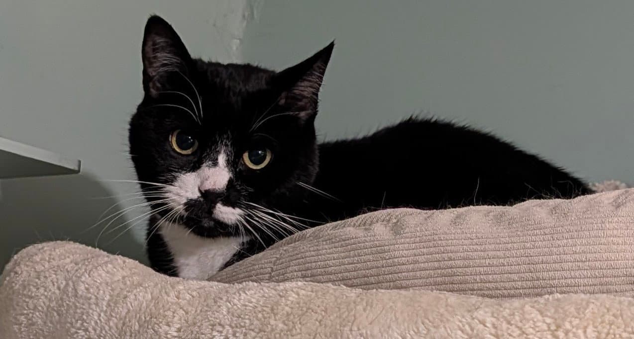 Big Biscuit - Domestic Short Hair