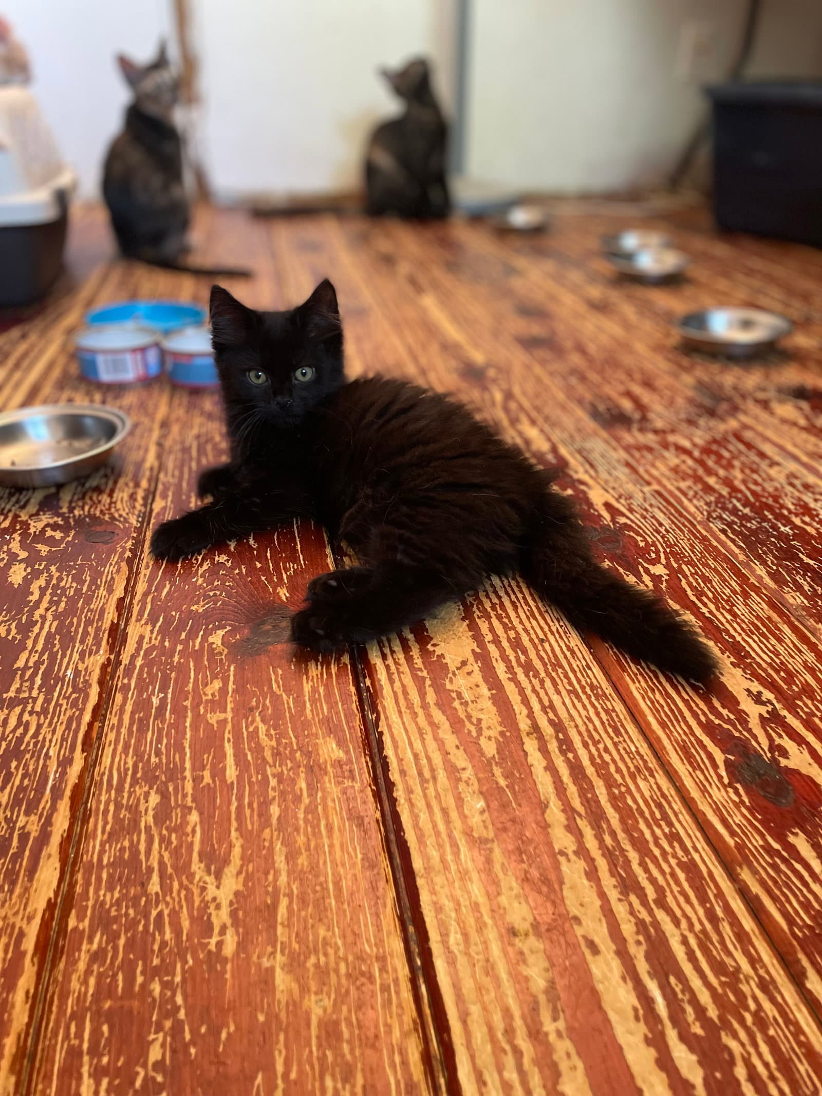 Muheeb - Domestic Medium Hair
