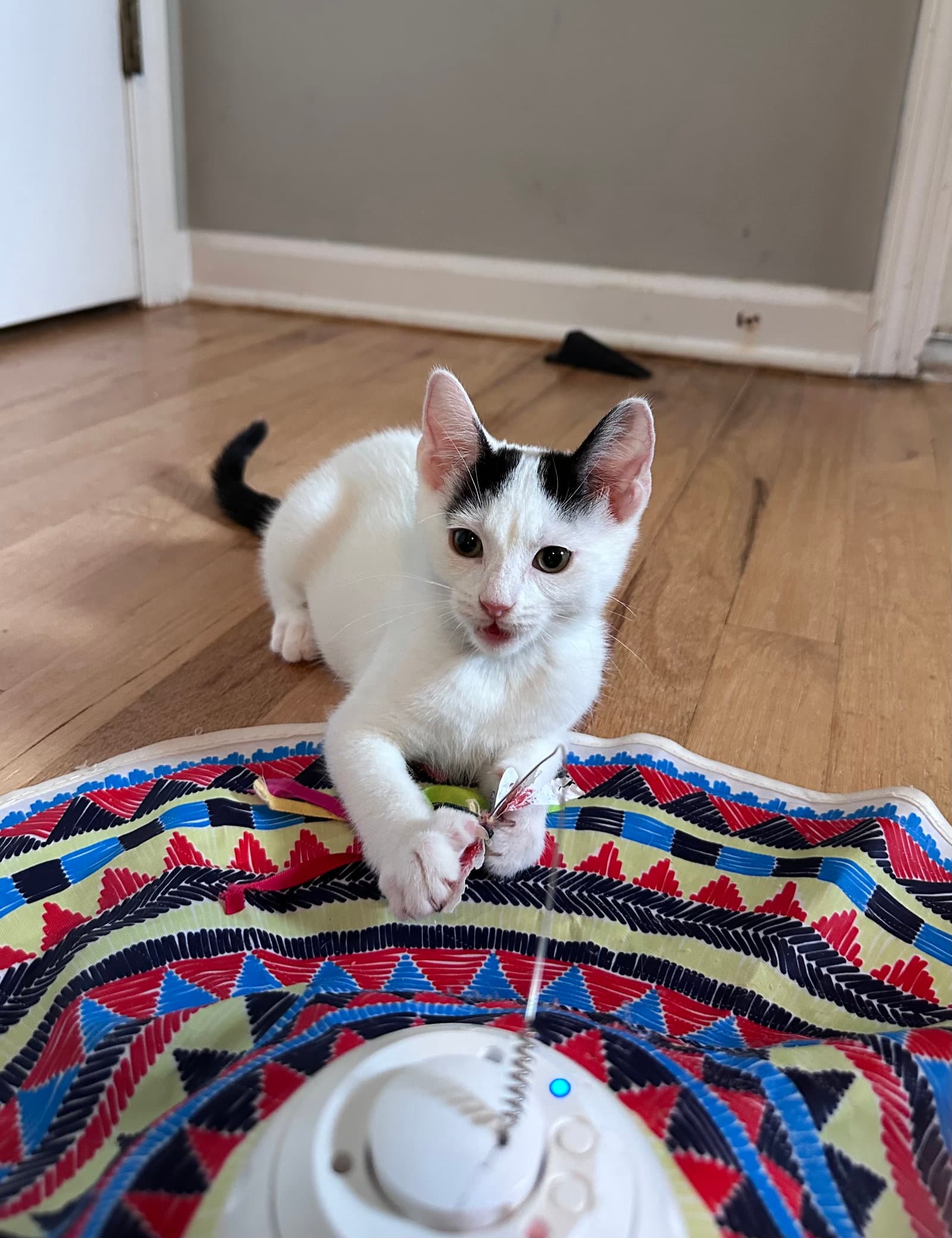 Pigtails - Domestic Short Hair