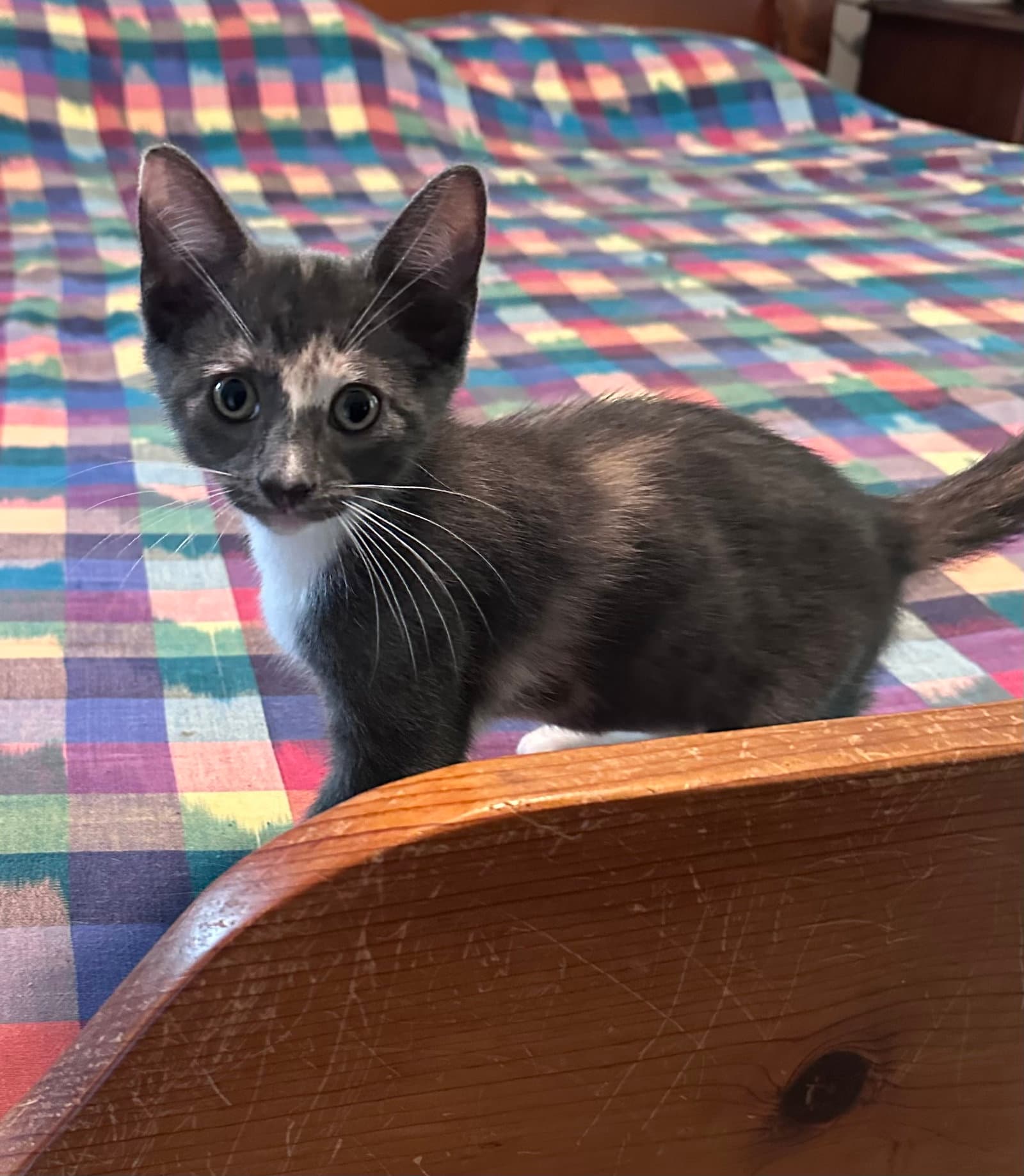 Topknot - Domestic Short Hair