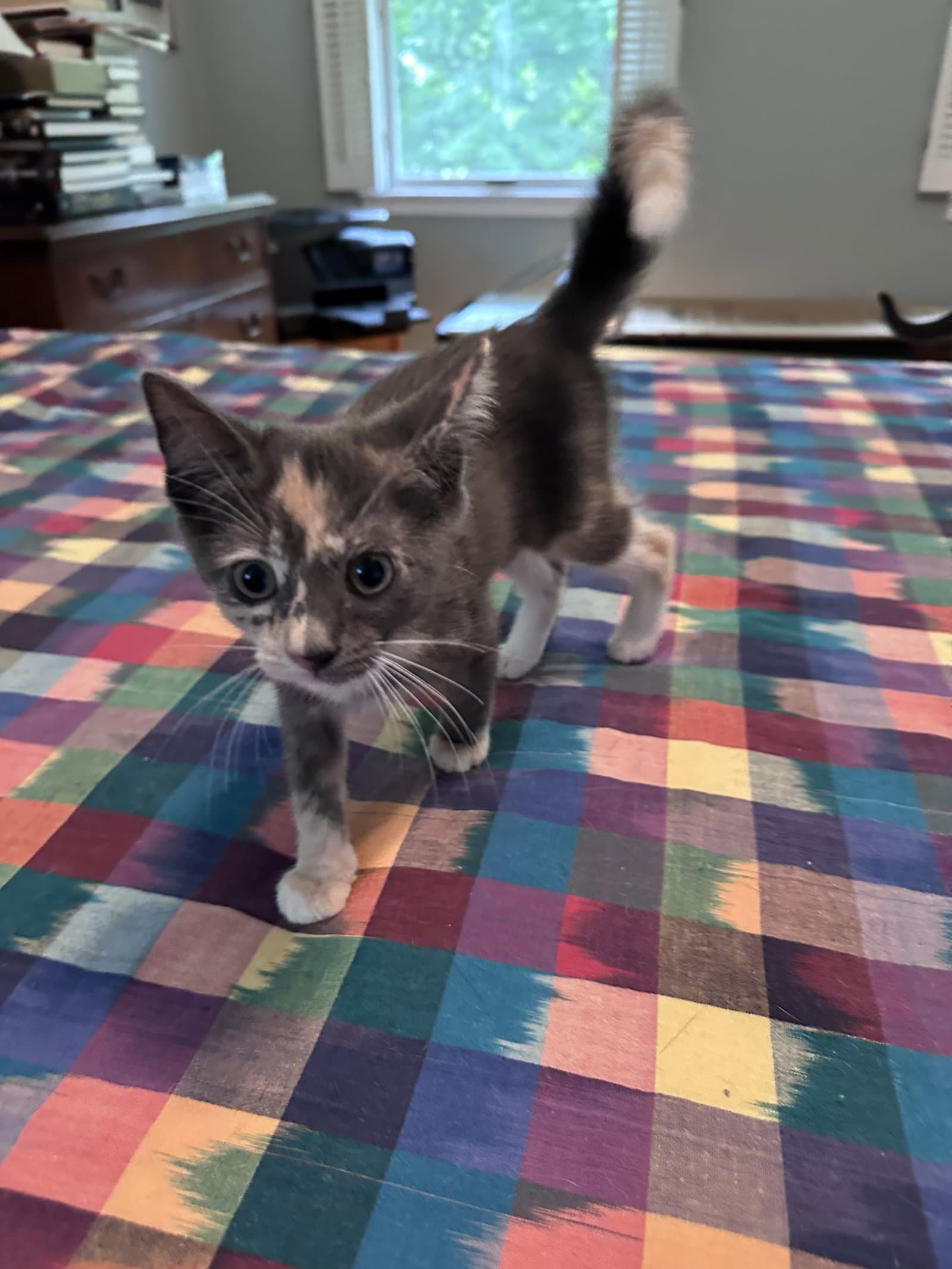 Cornrows - Domestic Short Hair
