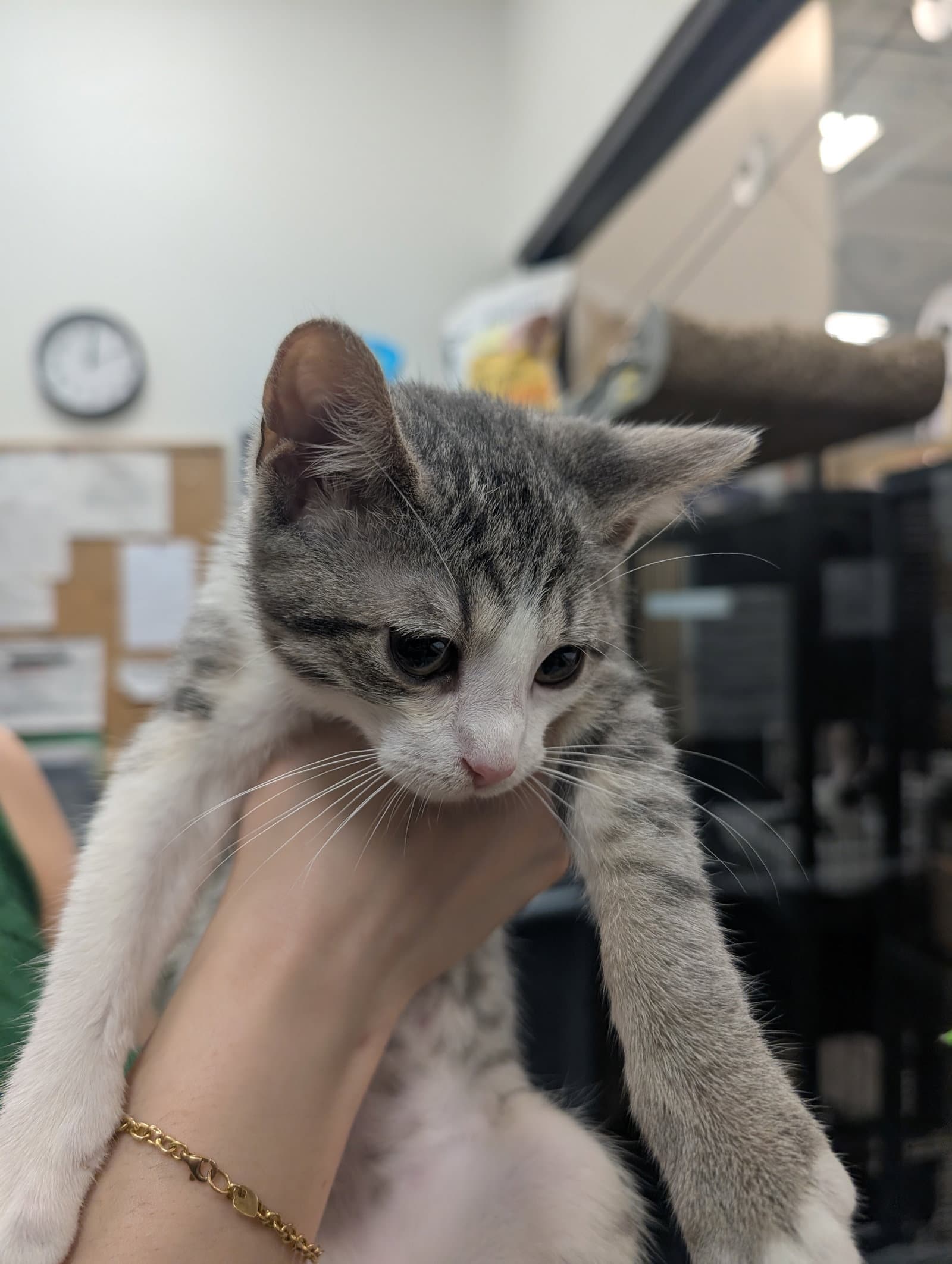 Star Rain - Domestic Short Hair