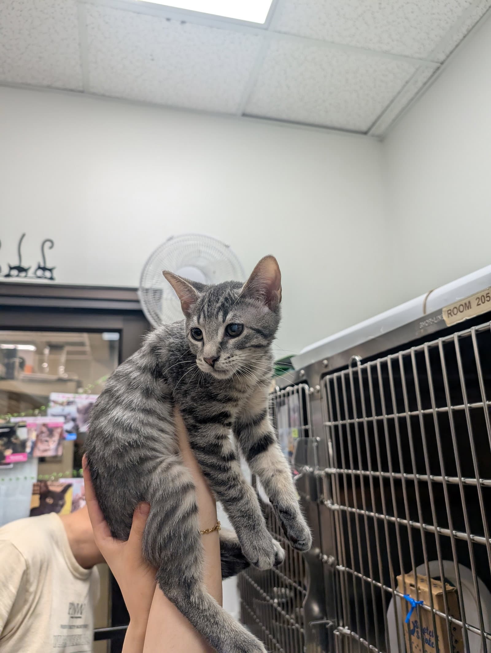 Marlik Rain - Domestic Short Hair