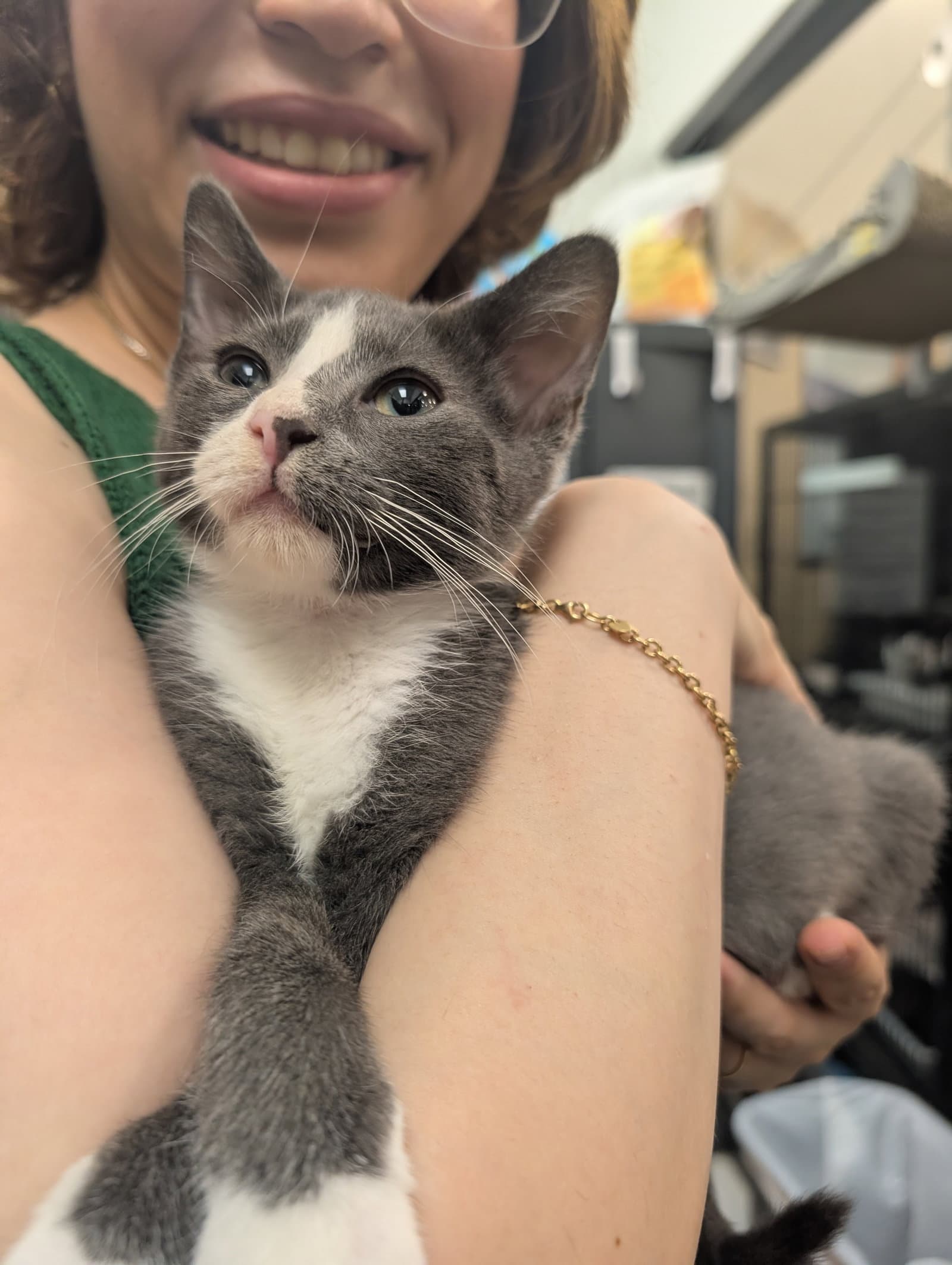 Unicorn Rain - Domestic Short Hair