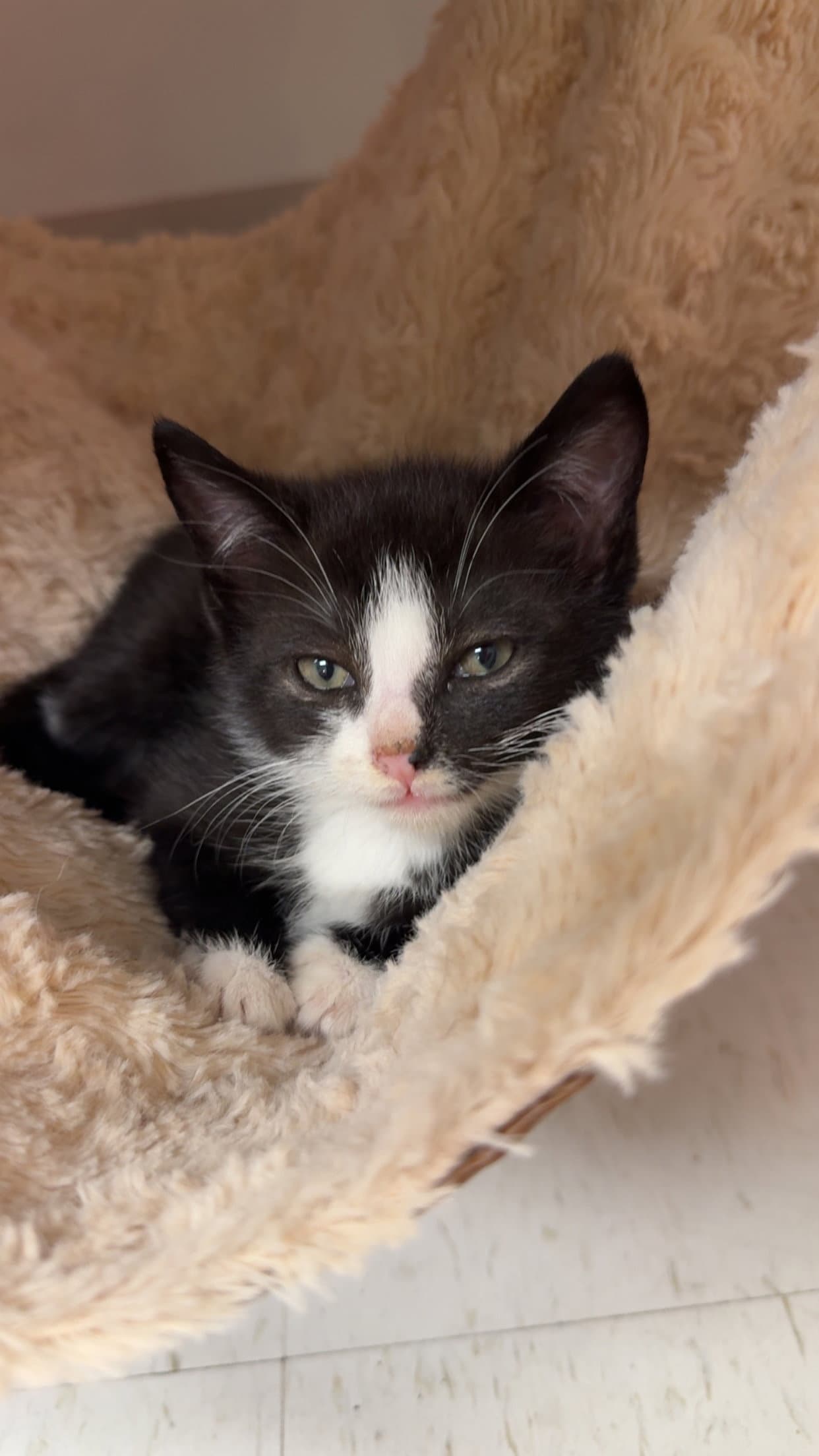 Bridget B - Domestic Short Hair