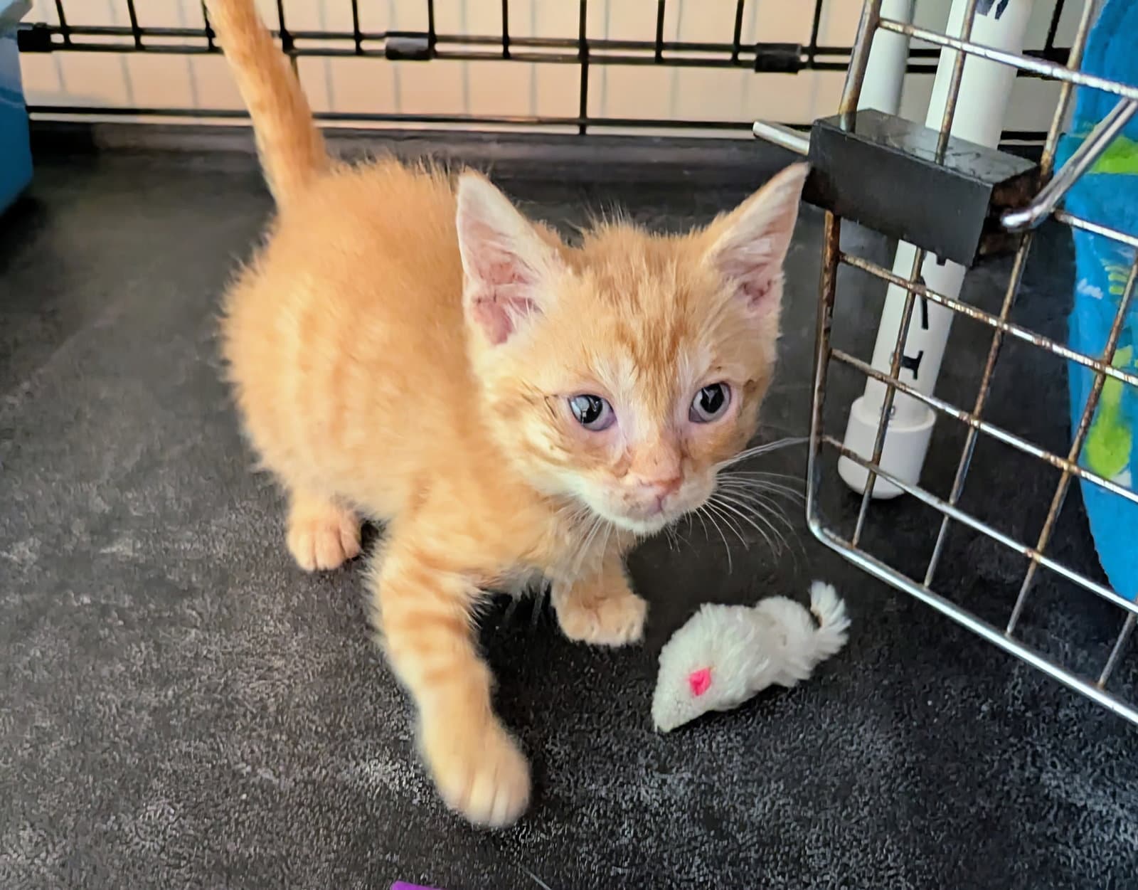 Raymond Sunshine - Domestic Short Hair