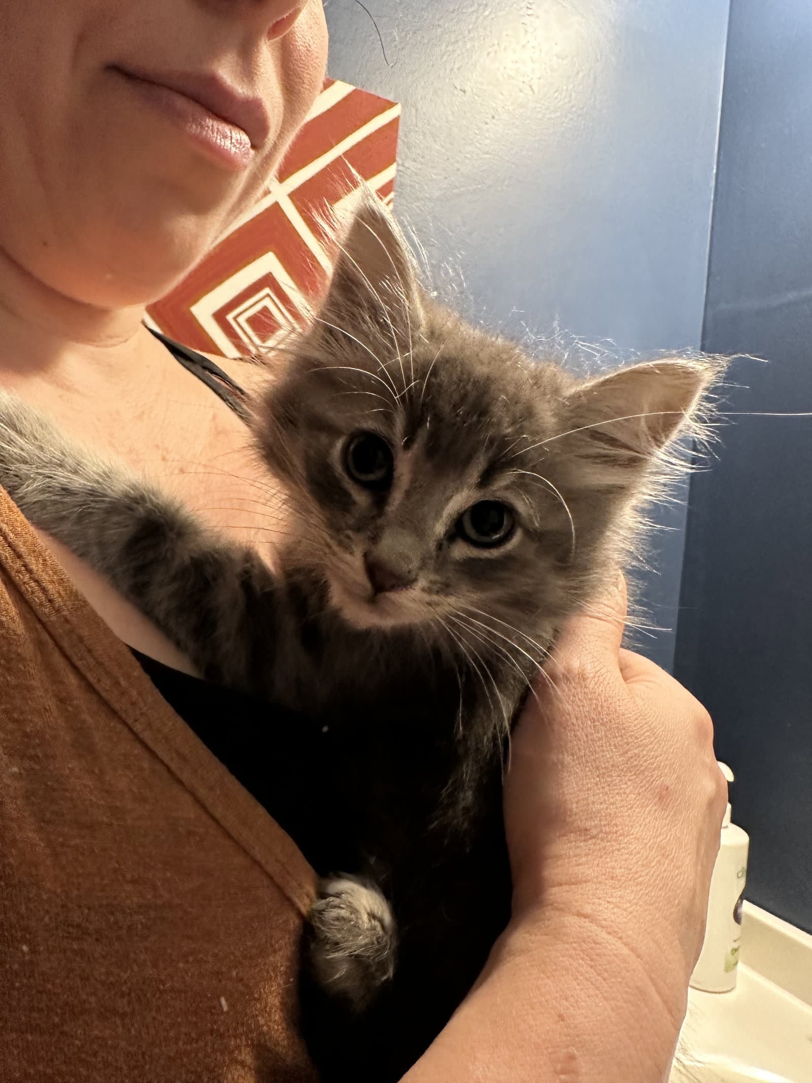 Ashton - Domestic Medium Hair