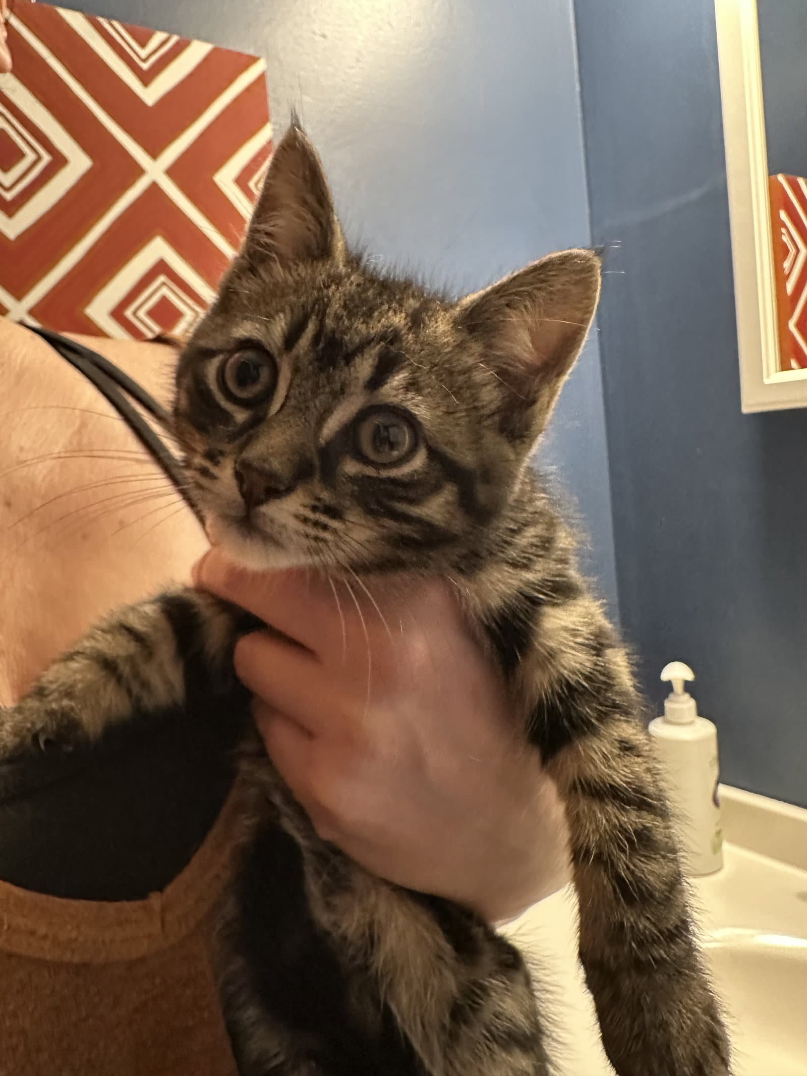 Fletcher - Domestic Short Hair