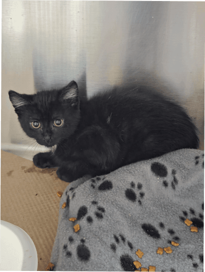 Not So Whitey - Domestic Short Hair