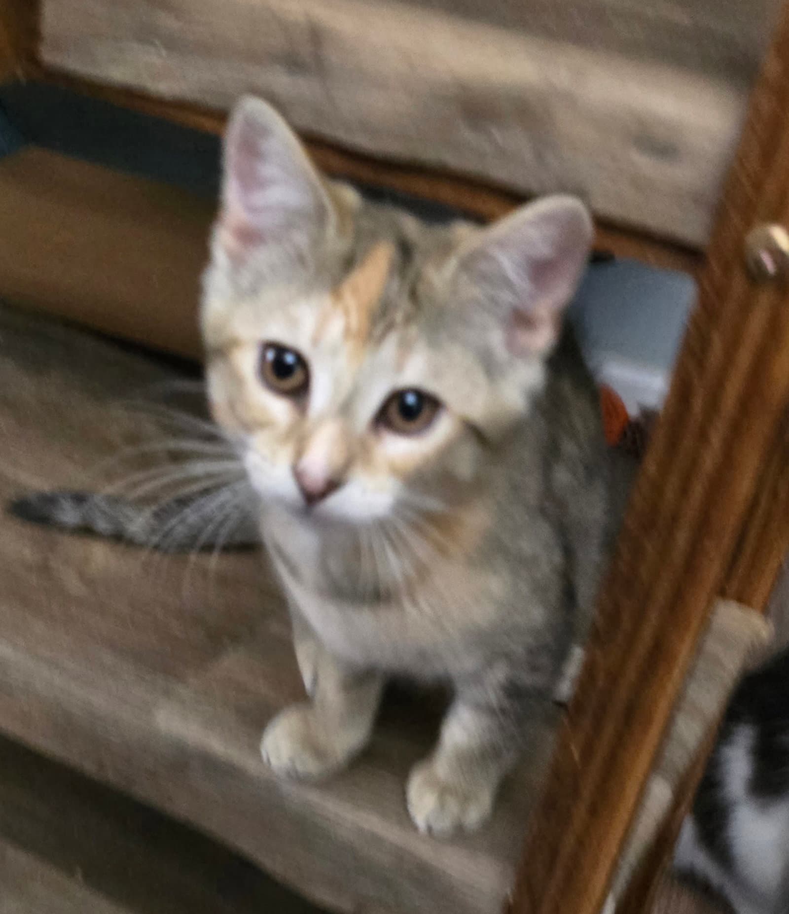 Tropicana Twister - Domestic Short Hair