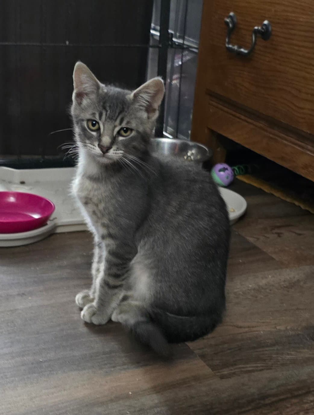 Mountain Dew - Domestic Short Hair