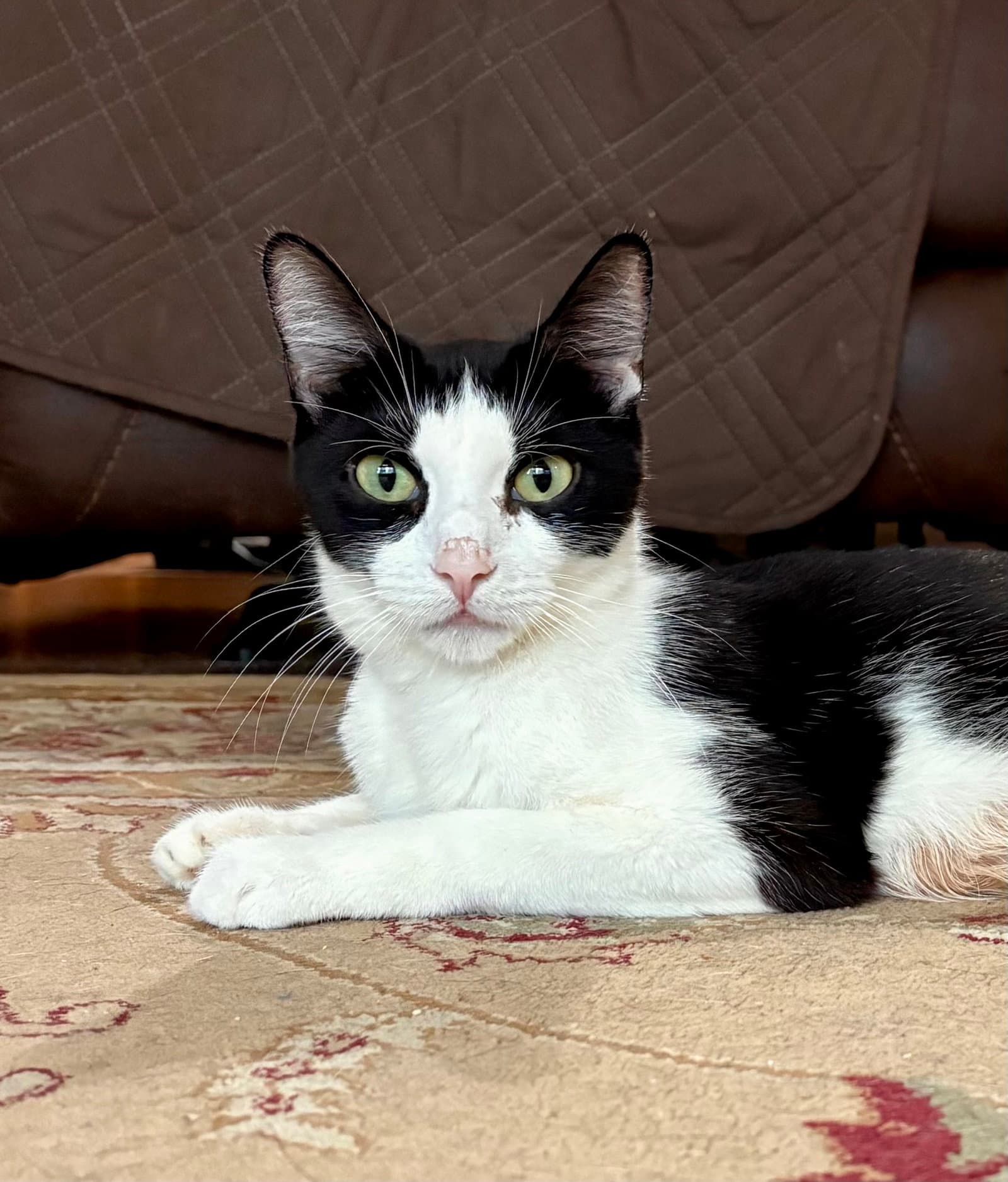 Nobska - Domestic Short Hair