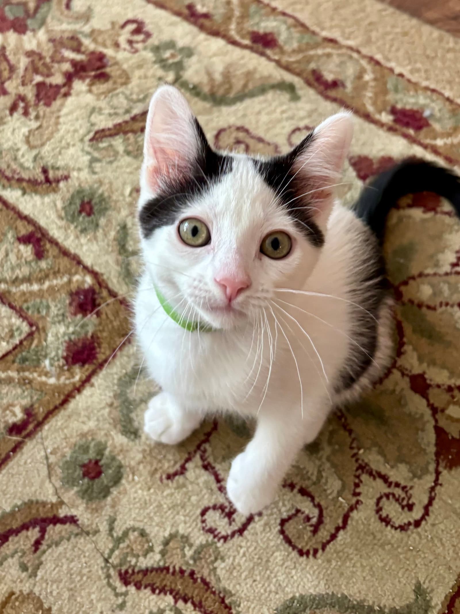 Linnell - Domestic Short Hair