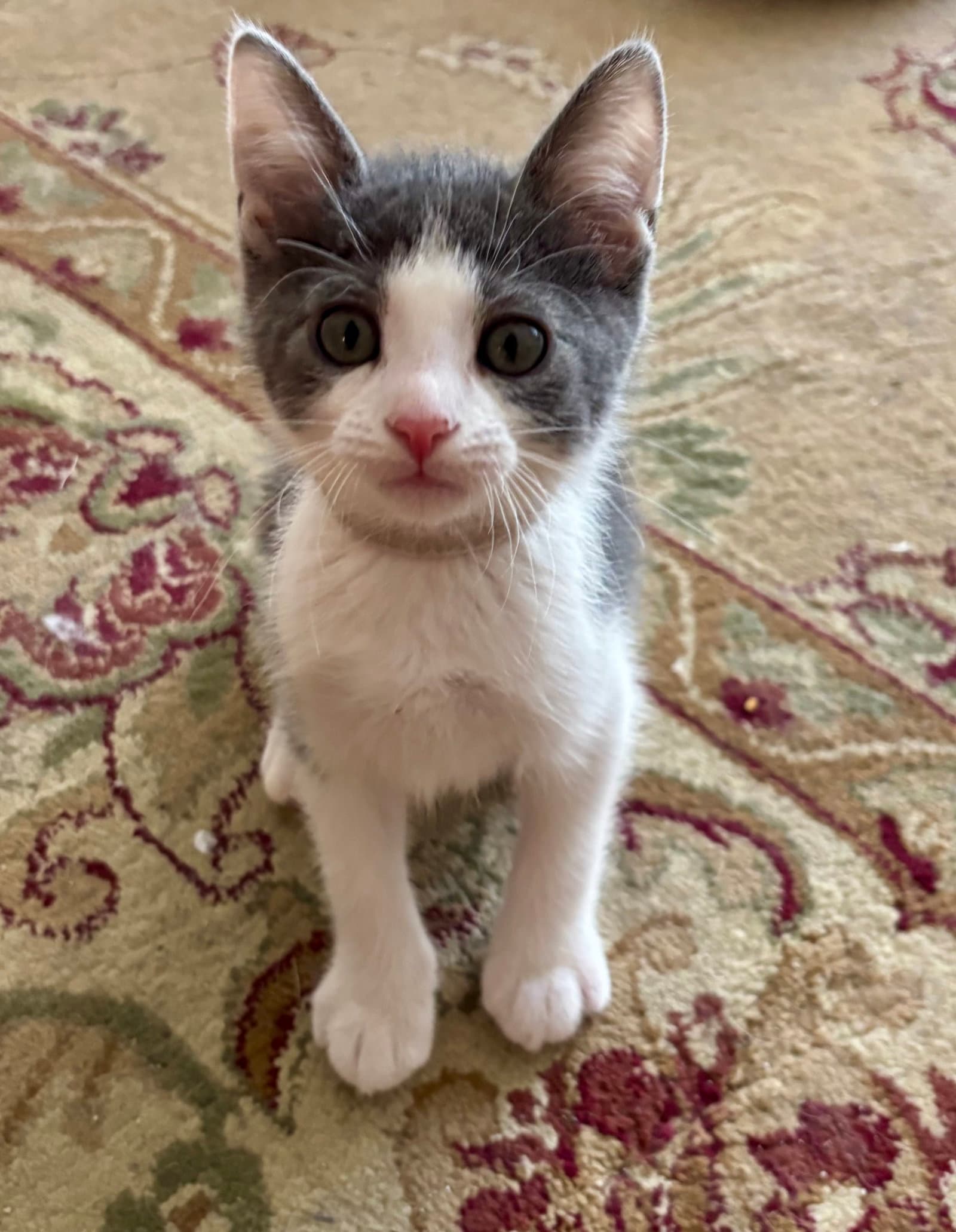 Cold Storage - Domestic Short Hair