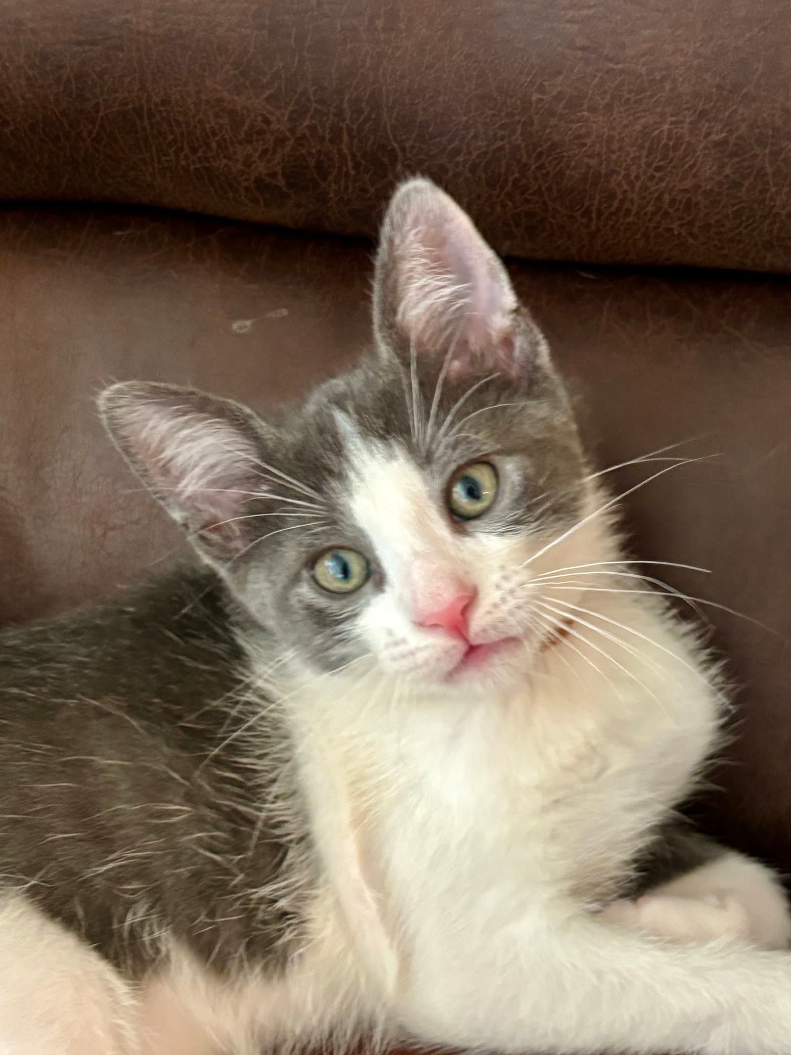 Marconi - Domestic Short Hair