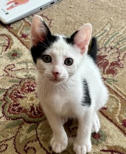 Scusset image 1