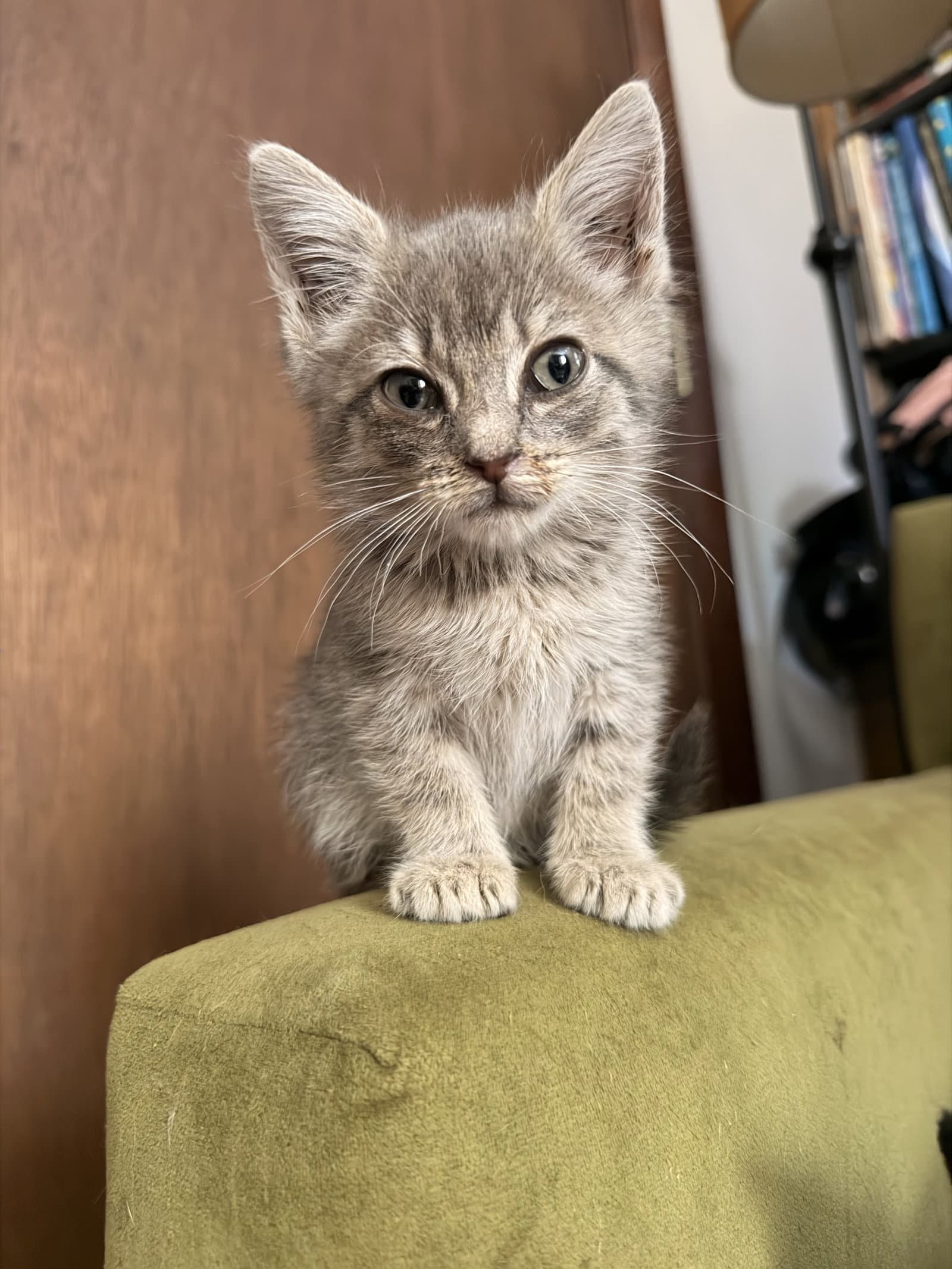 Graycie