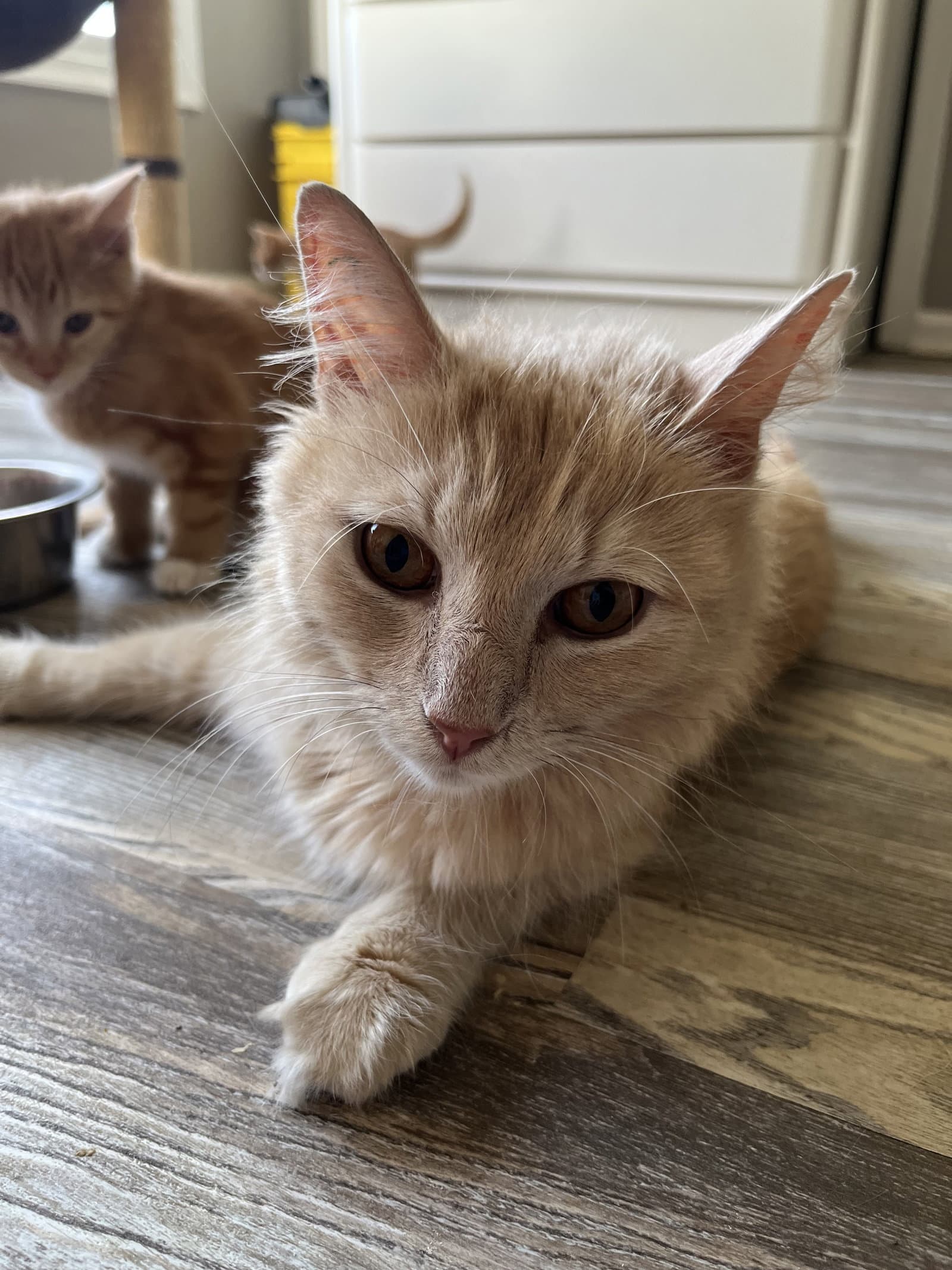 Fluffy Nut - Domestic Medium Hair