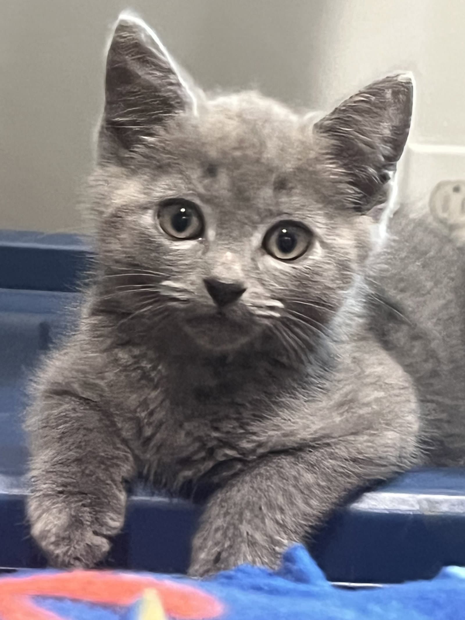 Puma Nagle - Domestic Short Hair