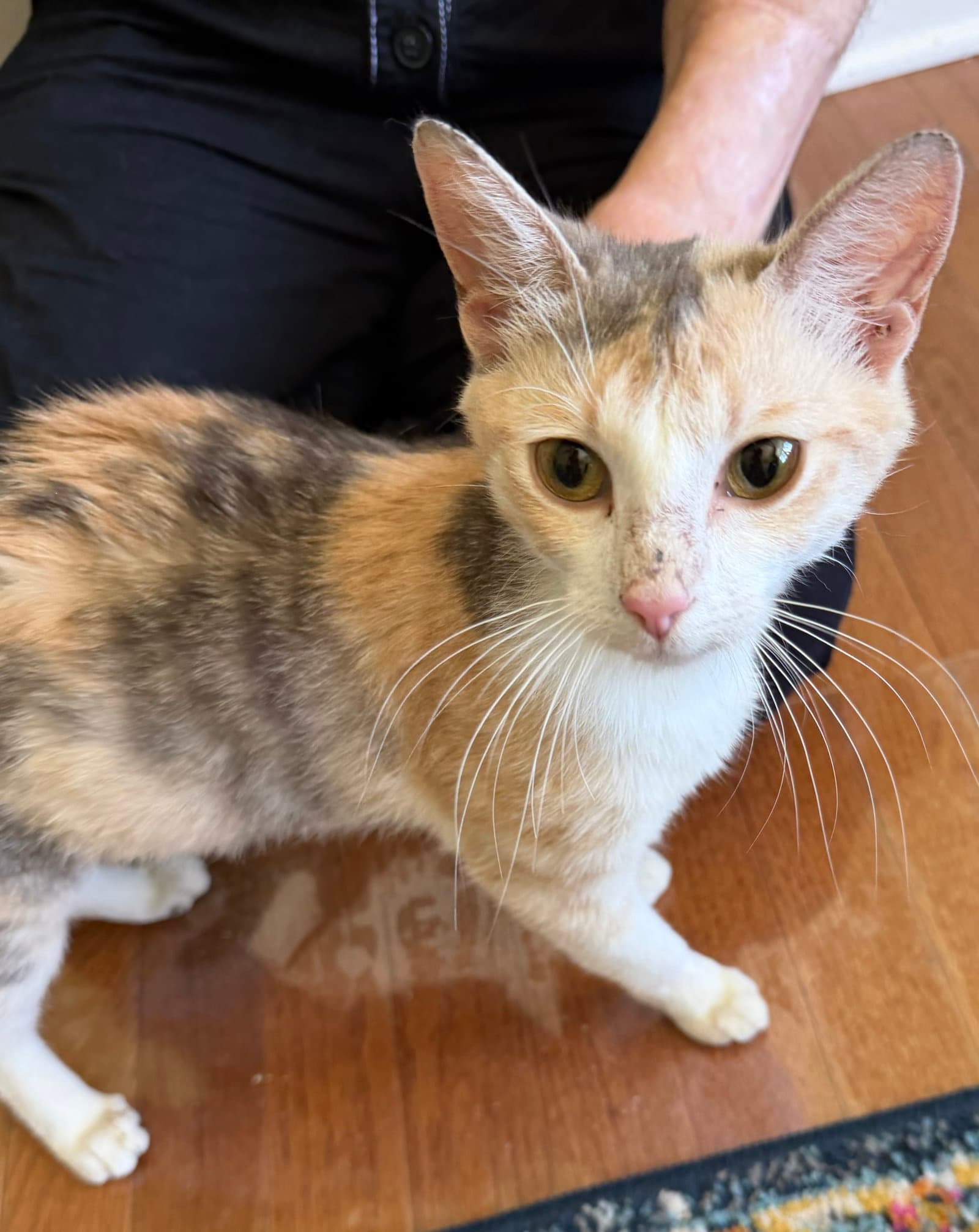 Malibu Sunset - Domestic Short Hair