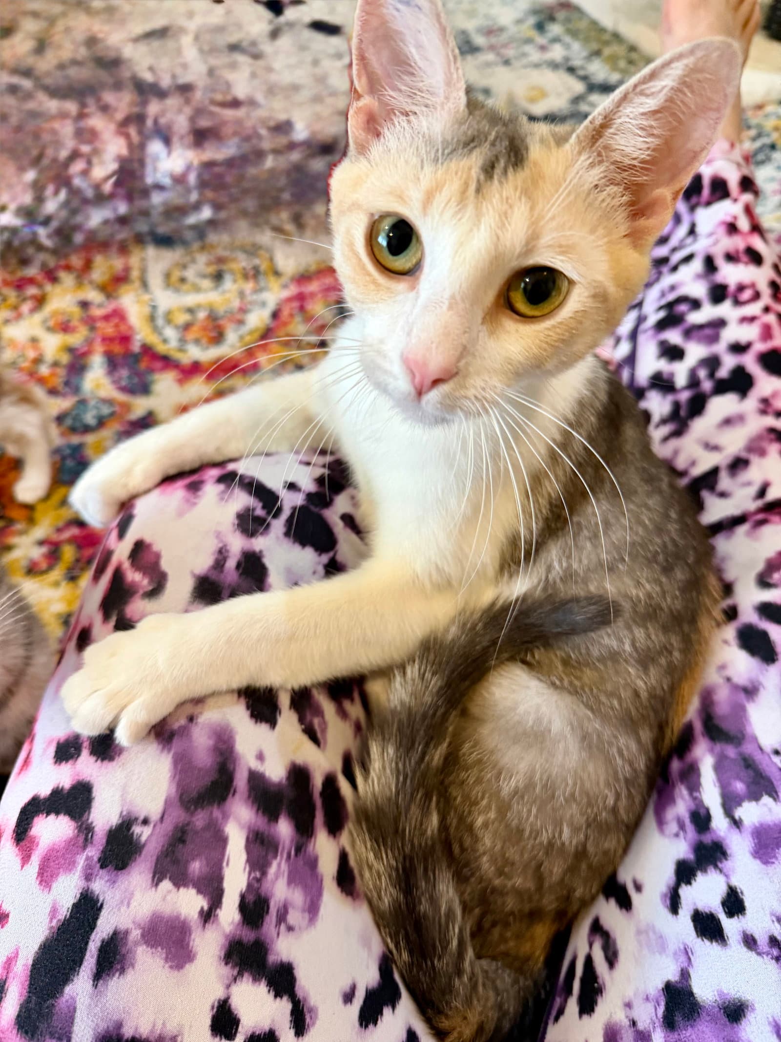Malibu Sunset - Domestic Short Hair
