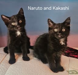 Naruto Z Kakshi Z image 1