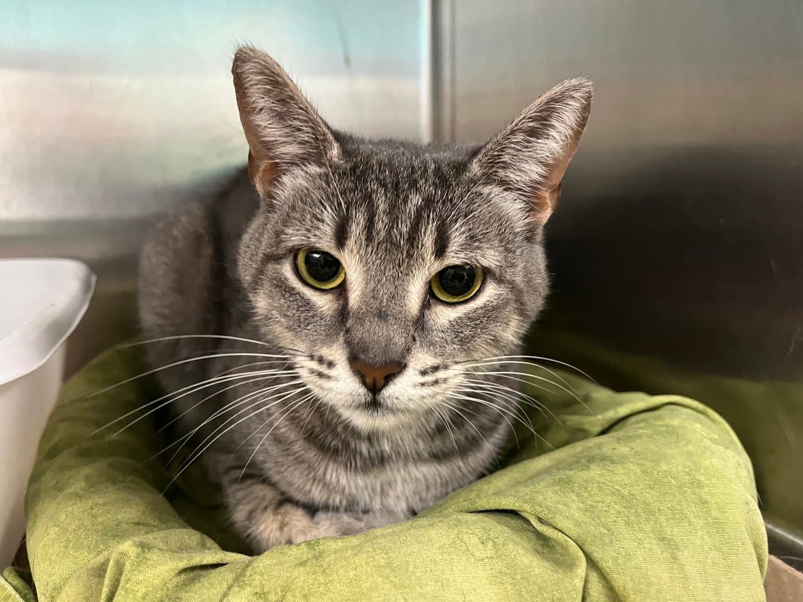 Rosa Tas - Domestic Short Hair