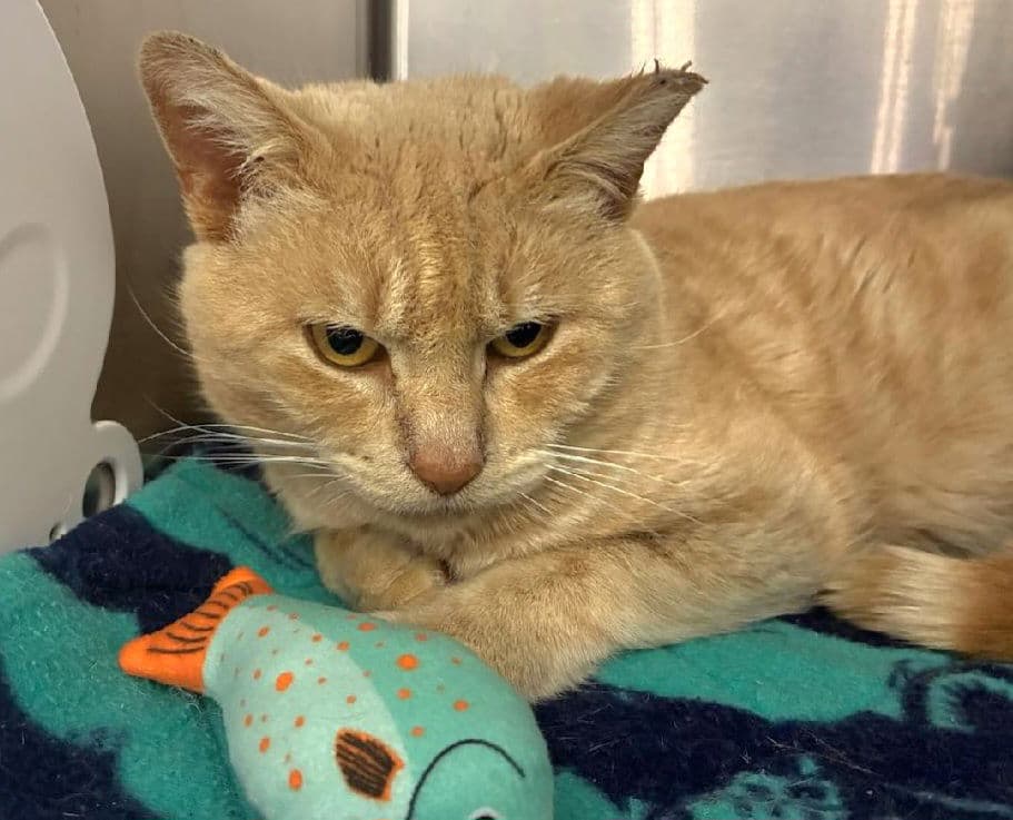 Captain Gingerbread - Domestic Short Hair