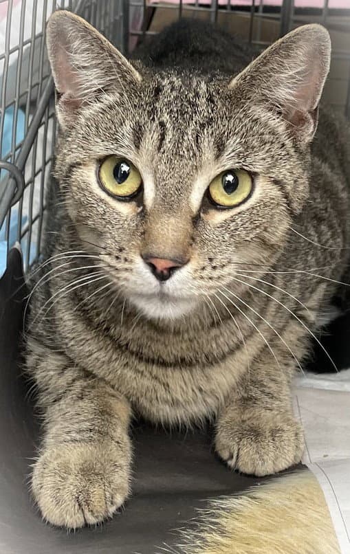 Gilbert Girl - Domestic Short Hair