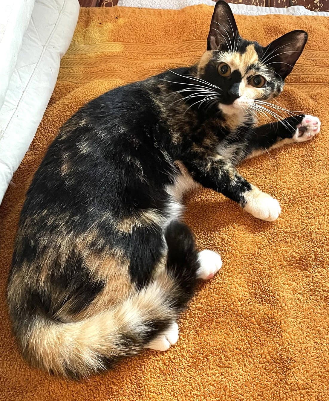 Collie Cuties - Domestic Short Hair