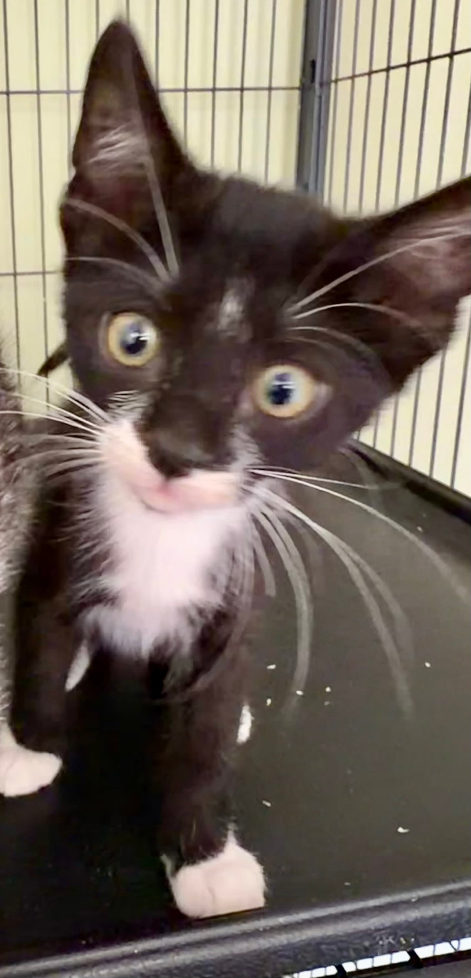 Dottie P - Domestic Short Hair