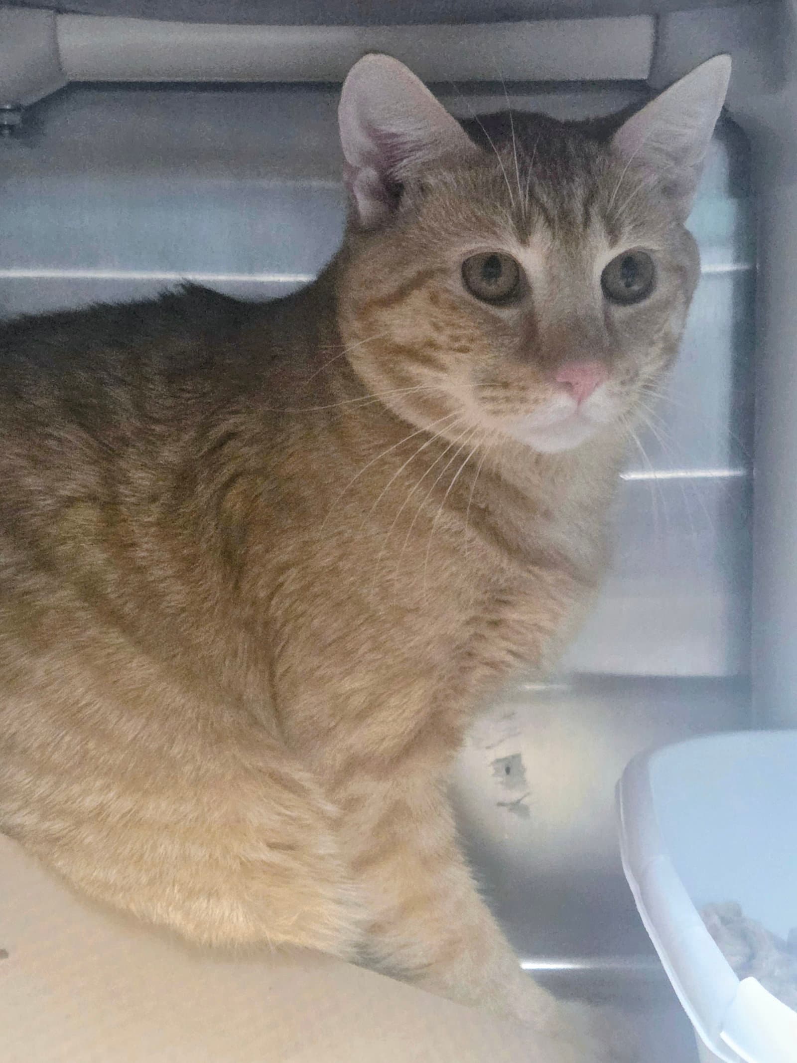 Parker Tas - Domestic Short Hair