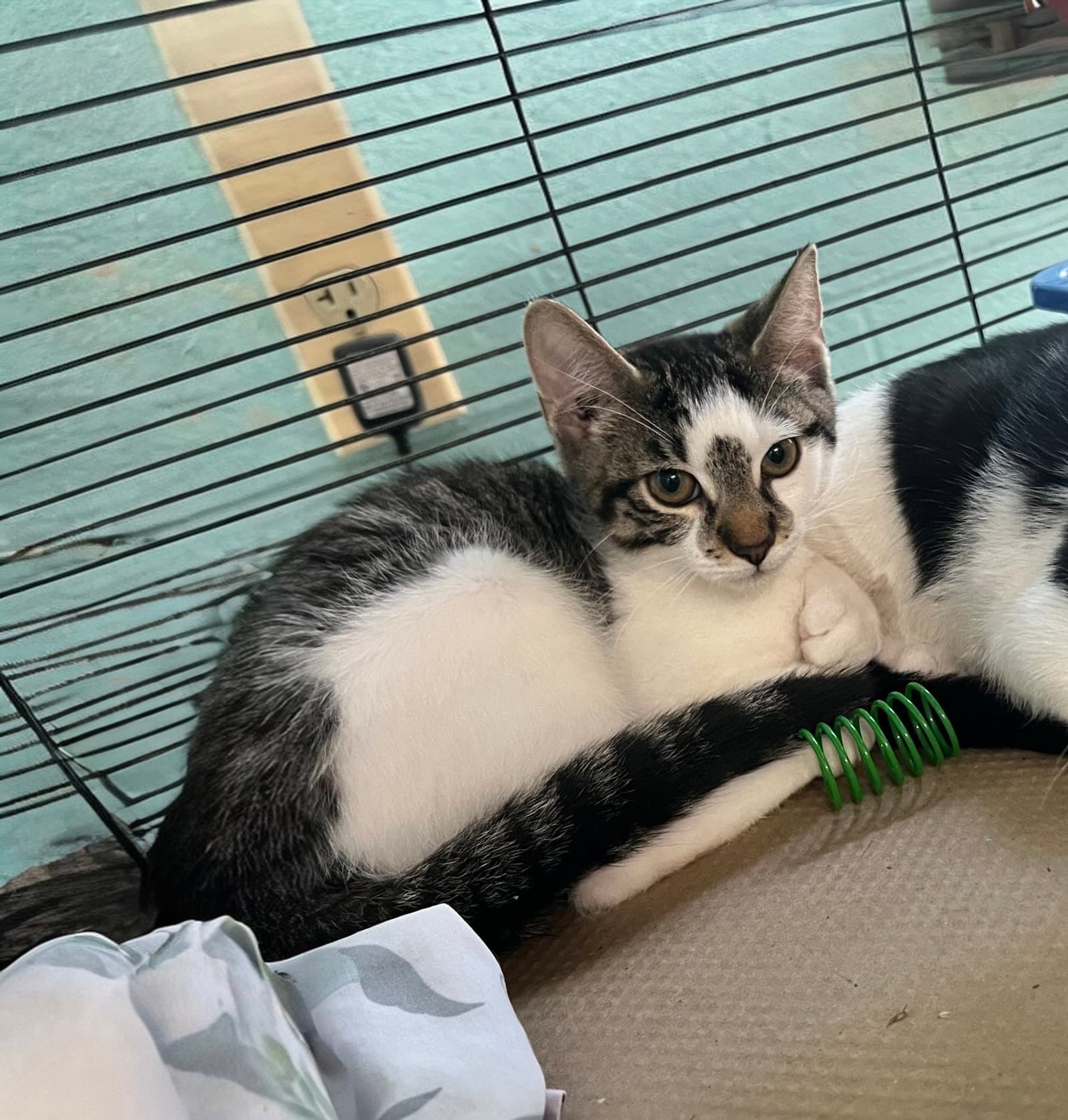 Dennis Tas - Domestic Short Hair
