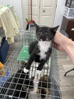 Bartholomeow image 1