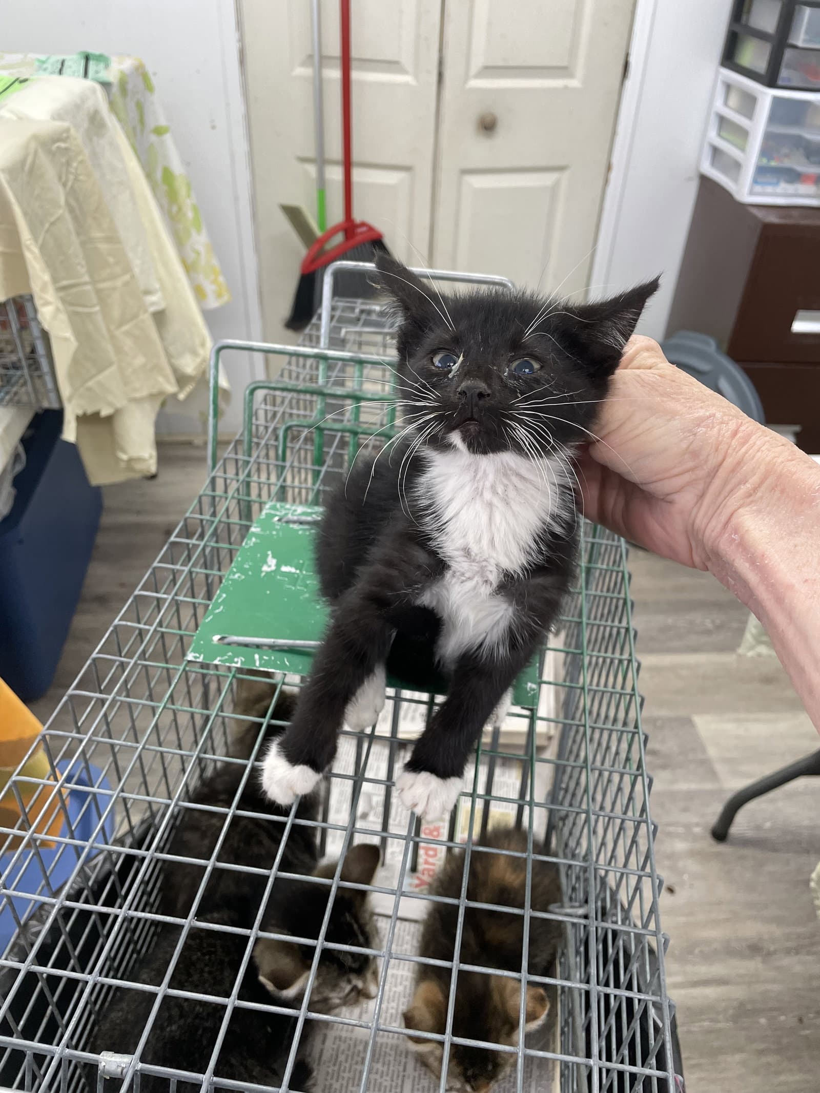 Bartholomeow - Domestic Short Hair