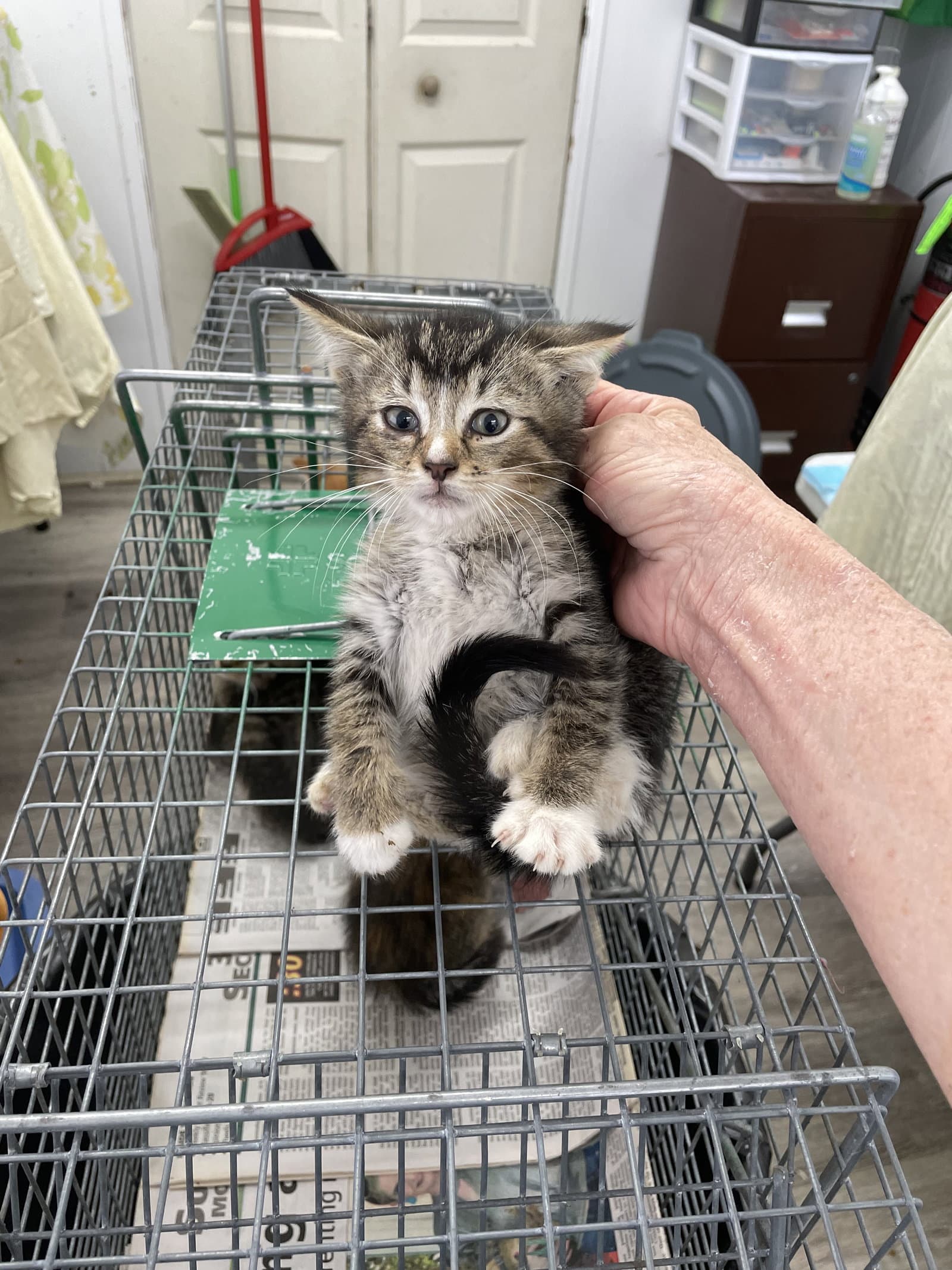 Purrnard - Domestic Short Hair