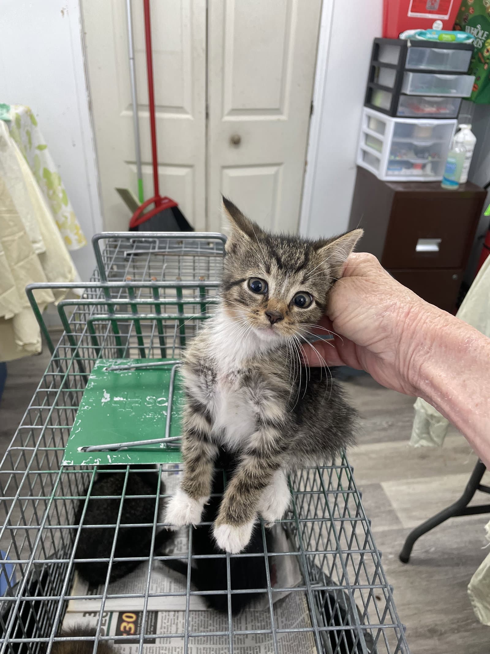 Pawliver - Domestic Short Hair