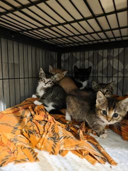 Pawliver image 3