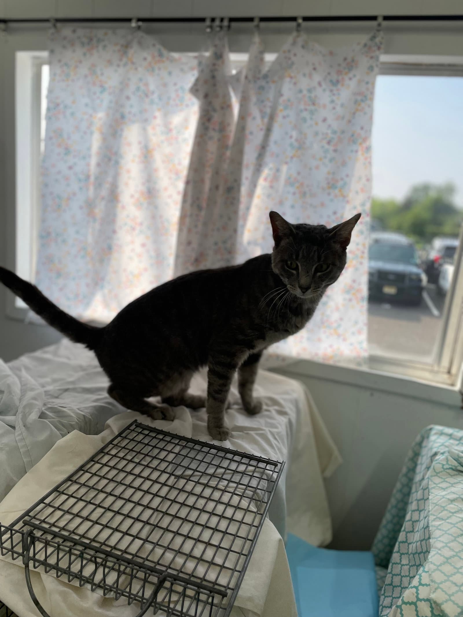 Kaiden - Domestic Short Hair