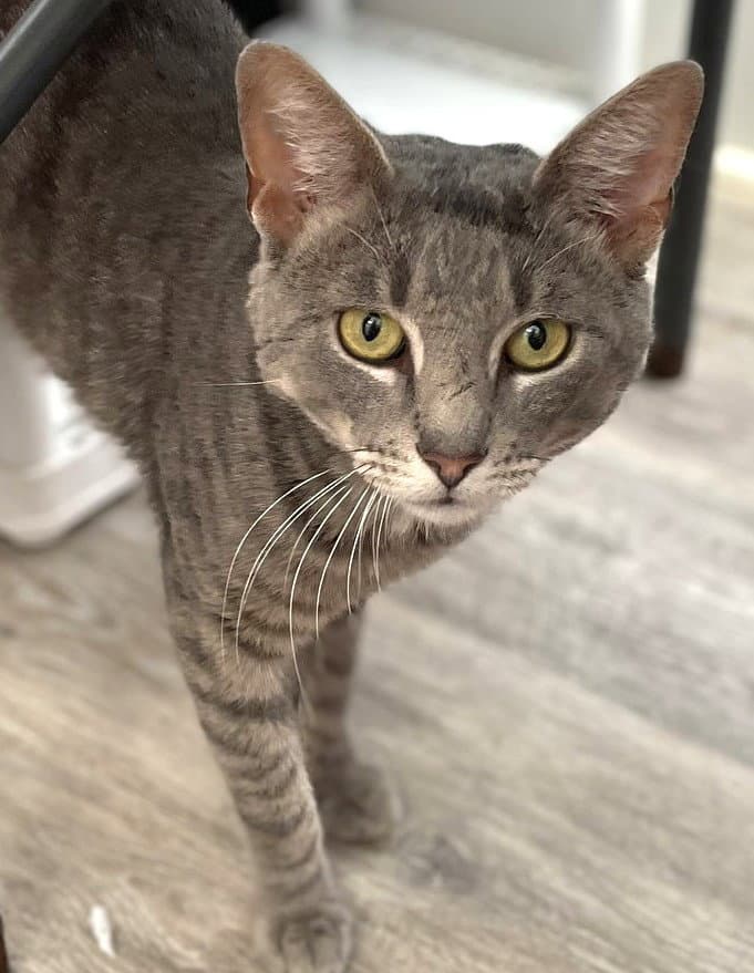 Kaiden - Domestic Short Hair