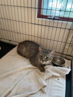 Rossco Fiv image 4