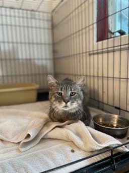 Rossco Fiv image 2