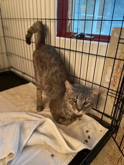 Rossco Fiv image 3