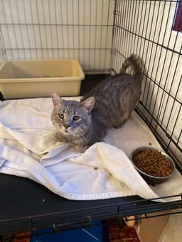 Rossco Fiv image 1