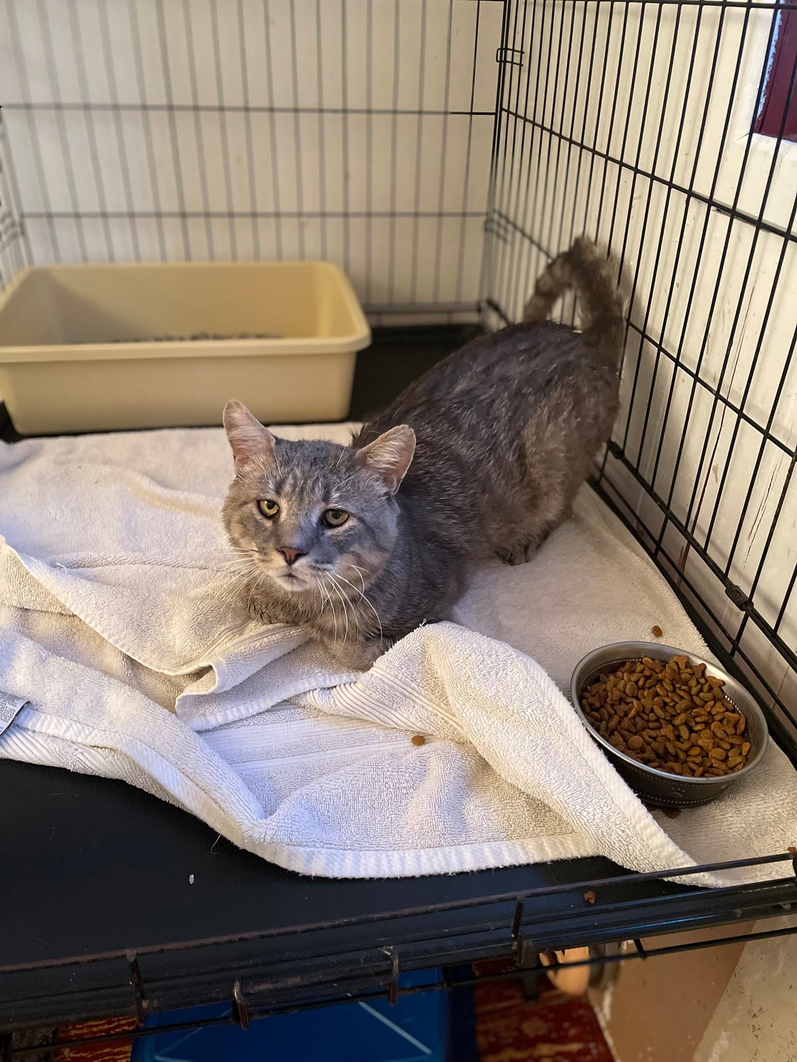 Rossco Fiv - Domestic Short Hair